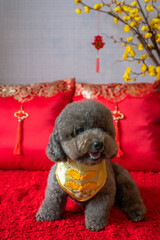 Adorable black poodle dog wearing chinese new year collar with hanging pendant (word mean blessing), yellow cherry blossom and red pillow on red cloth floor.