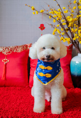 Adorable white poodle dog wearing chinese new year collar with hanging pendant (word mean blessing), yellow cherry blossom and red pillow on red cloth floor.