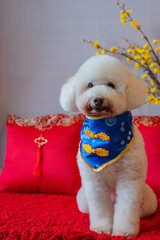 Adorable white poodle dog wearing chinese new year collar with yellow cherry blossom and red pillow on red cloth floor.