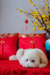 Adorable white poodle dog with hanging pendant (word mean blessing), yellow cherry blossom and red pillow sleeping on red cloth floor.