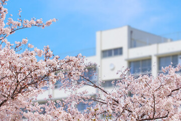 学校と桜