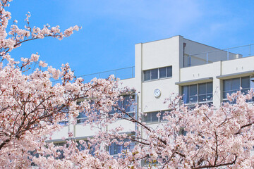 学校と桜