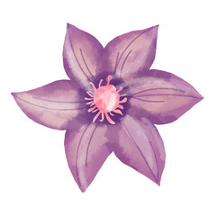 pink lotus flower