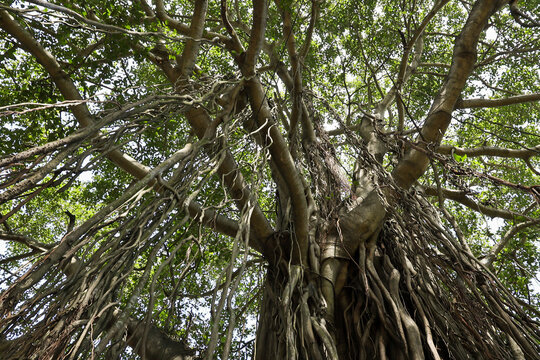 The banyan tree has wide roots and it also has aerial roots that can grow into a trunk. Kerala India