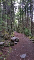 An unpaved footpath in a forest, surrounded by tall trees.