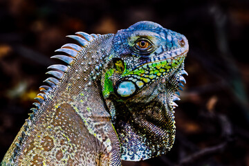 Iguana