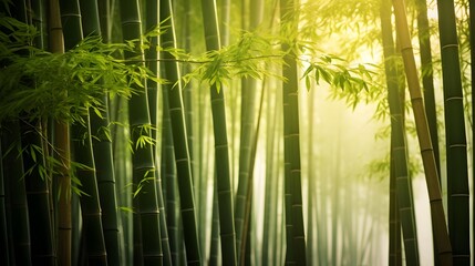 Bamboo forest in morning light. Panoramic view of bamboo forest.