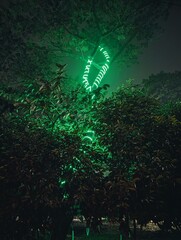 A beautiful, green-colored string light is wrapped around a tree in the dark, lightning up the tree...