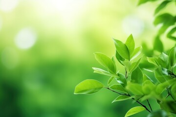 Beautiful green leaves on blurred background, space for text. 