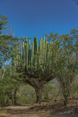 Cactus in the middle of the road 