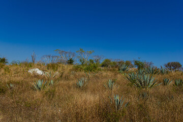Agave plantation 