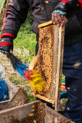 Farmer holding beehive frame with honeycomb and bees.