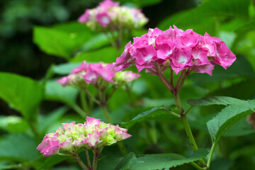 Pink flowers of Hydrangea on the branch with green leaves in the garden.
