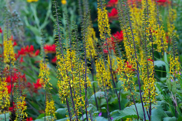 Yellow spikes of flowers of Ligularia wilsoniana in the summer park.