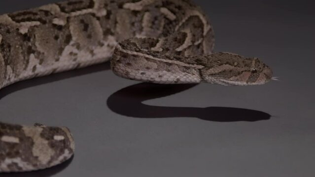 Puff adder side profile snake tongue nature documentary