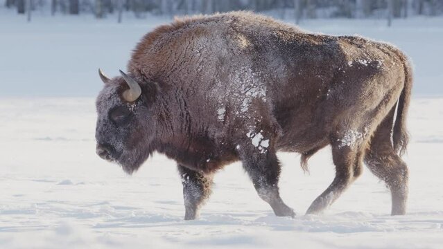 Profile tracking shot of European bison bull walking over snow covered meadow