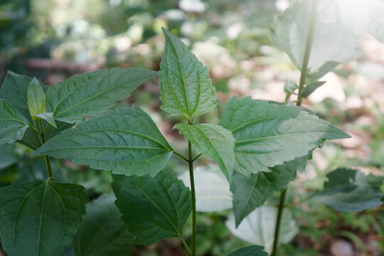 Fresh green Bitter bush or Siam weed . Thai herbal medicine, use fresh leaves to rub into the wound. Help stop bleeding. Christmas bush, Devil weed, Camfhur grass.