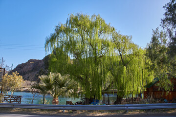 view of a large tree with many green leaves and mountains in the background, plus a cabin on one side