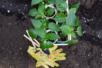 Human hands taking care of a seedling in the soil. New sprout on sunny day in the garden in summer