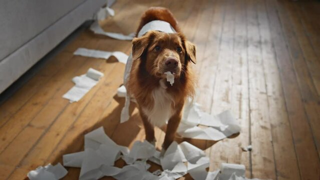 Pet eating toilet paper in apartment closeup. Disobedient fluffy dog making mess