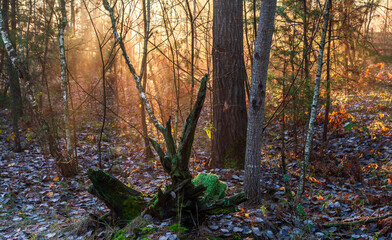 Obraz premium The sun's rays break through tree branches and slight fog. Sunny morning in a forest or park. Walk in nature.