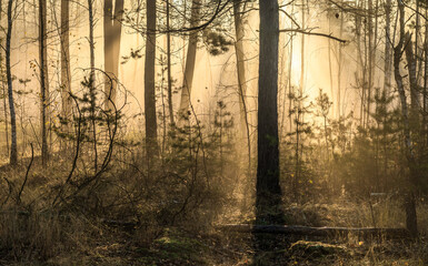Fototapeta na wymiar The sun's rays break through tree branches and slight fog. Sunny morning in a forest or park. Walk in nature.