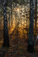 The sun's rays break through tree branches and slight fog. Sunny morning in a forest or park. Walk in nature.