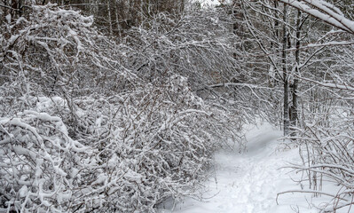 Snowy forest. Tree branches in the snow. The path in the old park is covered with snow. Cold winter weather.