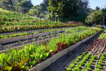 Terraced farm field turning hill into farmland to grow fresh vegetables and plants in Los Angeles...