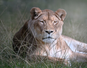 portrait animalier de Lionne au repos 