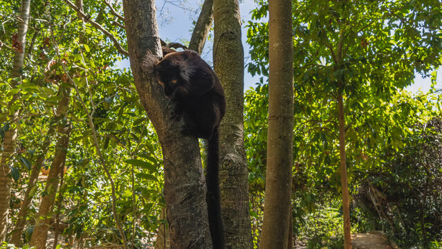A black lemur Eulemur macaco is sitting on a tree trunk, looking down. The animal - endemic to Madagascar with fluffy fur, a long tail, bright orange eyes, and tufts on its head. Nosy Komba  