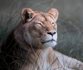 Obraz premium portrait animalier de Lionne au repos 