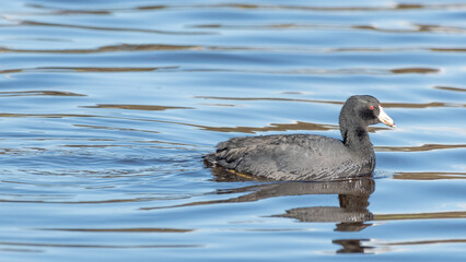 American Coot, Fulica Americana, Mud Hen, Poule d'Eau, Santa Barbara, Alice Keck Garden