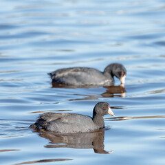American Coot, Fulica Americana, Mud Hen, Poule d'Eau, Santa Barbara, Alice Keck Garden