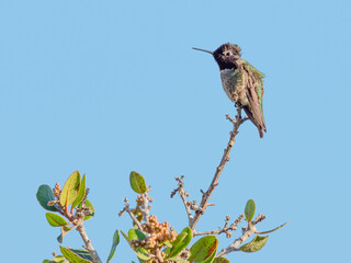Hummingbird, Ruby-Throated, Small, Colorful, Bird, Perched, Tree, Nature