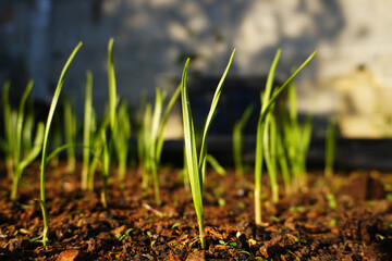 Young garlic grows in the ground. Close-up of young strong plants. Gardening concept. Selective focus.