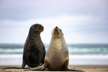 Naklejka premium cute couple of new zealand sea lions mating on the beach, allans beach on otago peninsula near dunedin, new zealand