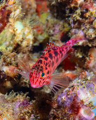 Hawkfish