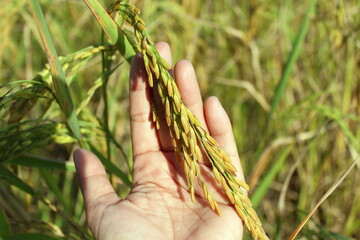 Organic paddy rice, ear of paddy, ears of Vietnam jasmine rice. PNG transparency.