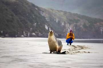 woman and new zealand sea lion posing for a picture together; cute new zealand wildlife spotted in...