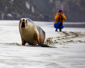 woman and new zealand sea lion posing for a picture together; cute new zealand wildlife spotted in...