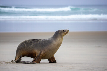 beautiful large new zealand sea lion resting on the beach in otago peninsula, new zealand; cute marine wildlife in new zealand south island