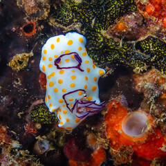Nudibranch