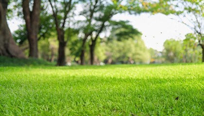 Close-up green grass field with tree blur park background, Spring and summer