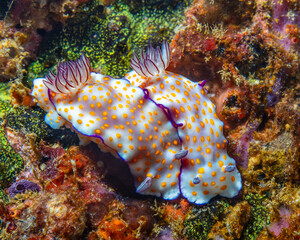 Nudibranch