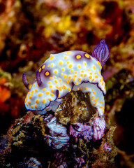 Nudibranch