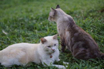 cat on the grass