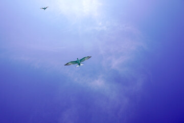 Seabirds fly high in the blue sky. Fishing bird flying high in the blue sky. Fish predator bird in clear blue sky. Flying birds looking for or sea fish. Seabirds are flying
