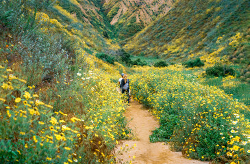 Hikers on trail walking through valley and hills with lots of daisy wildflowers during super bloom in Spring Summer California