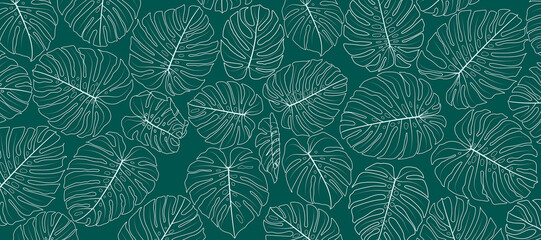 leaves of monstera plant. Ornamental plants in line art. Tropical plants that are popularly used as decorations for their beauty. © cofficevit